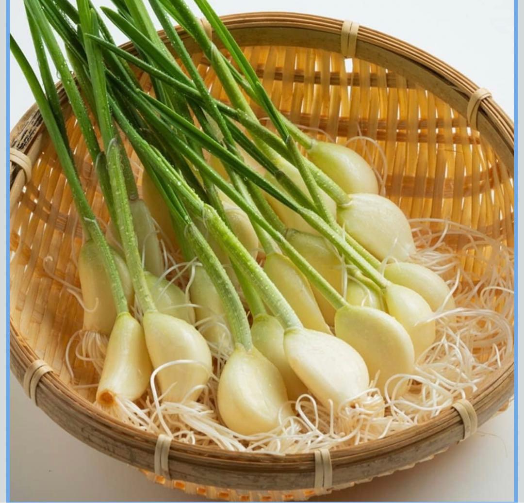 発芽にんにく。1kg食用&苗用、クール便