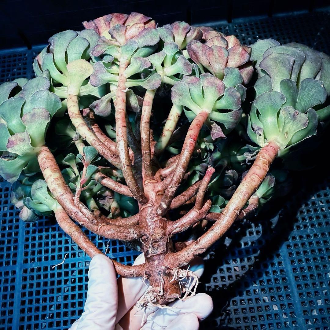 新入荷超レア新品種　ドラゴンスケール(古株群生) 法師錦　観葉植物　超大品