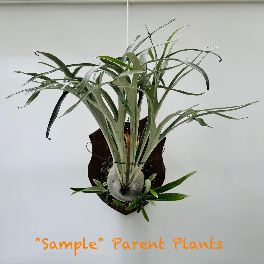 板付　観葉植物♪ シルバーがキレイな胞子葉♪ 超美株♫〖ビカクシダ・ビーチー〗