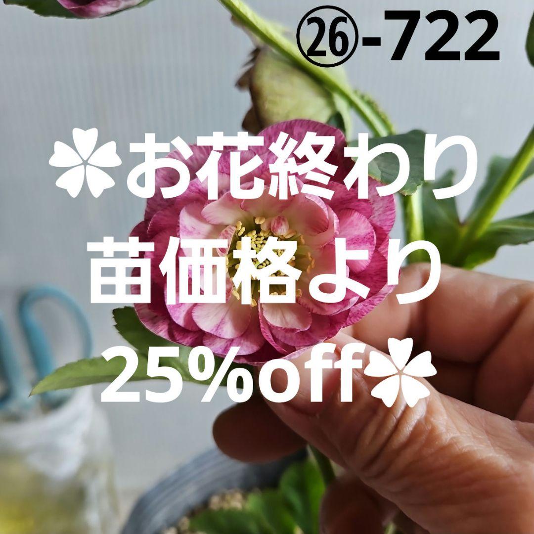 ㉖-722クリスマスローズ