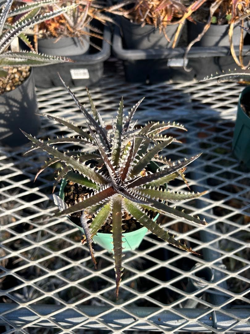 ディッキア Dyckia Code NW-34 Bill Baker