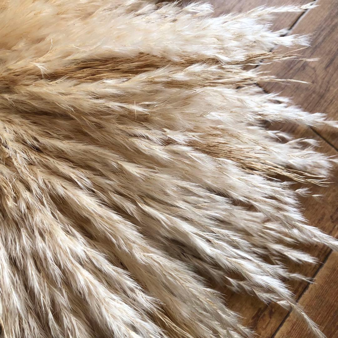 パンパスグラス フライングリース 33cm 【2】ホワイトピンクフェザー