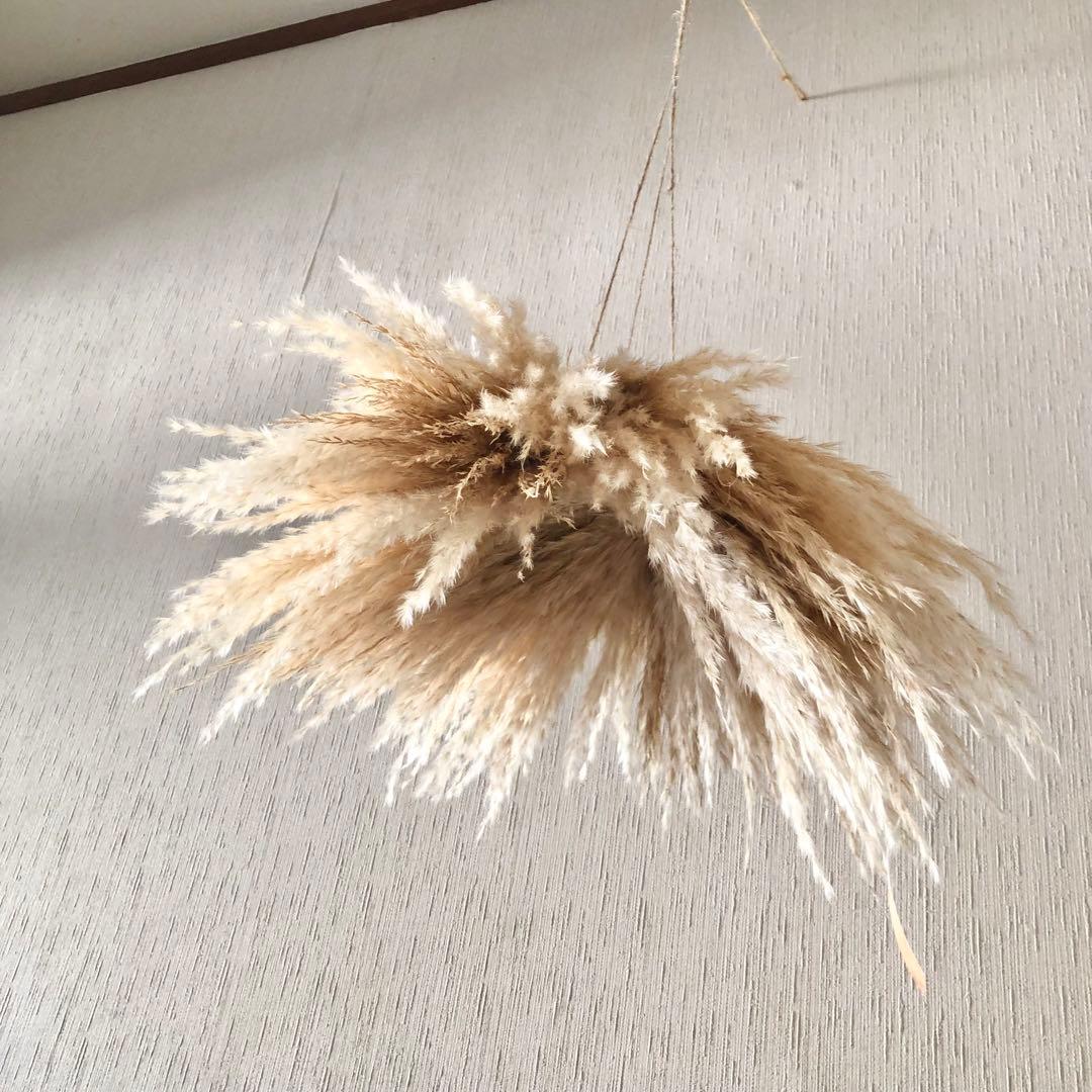 パンパスグラス フライングリース 33cm 【2】ホワイトピンクフェザー