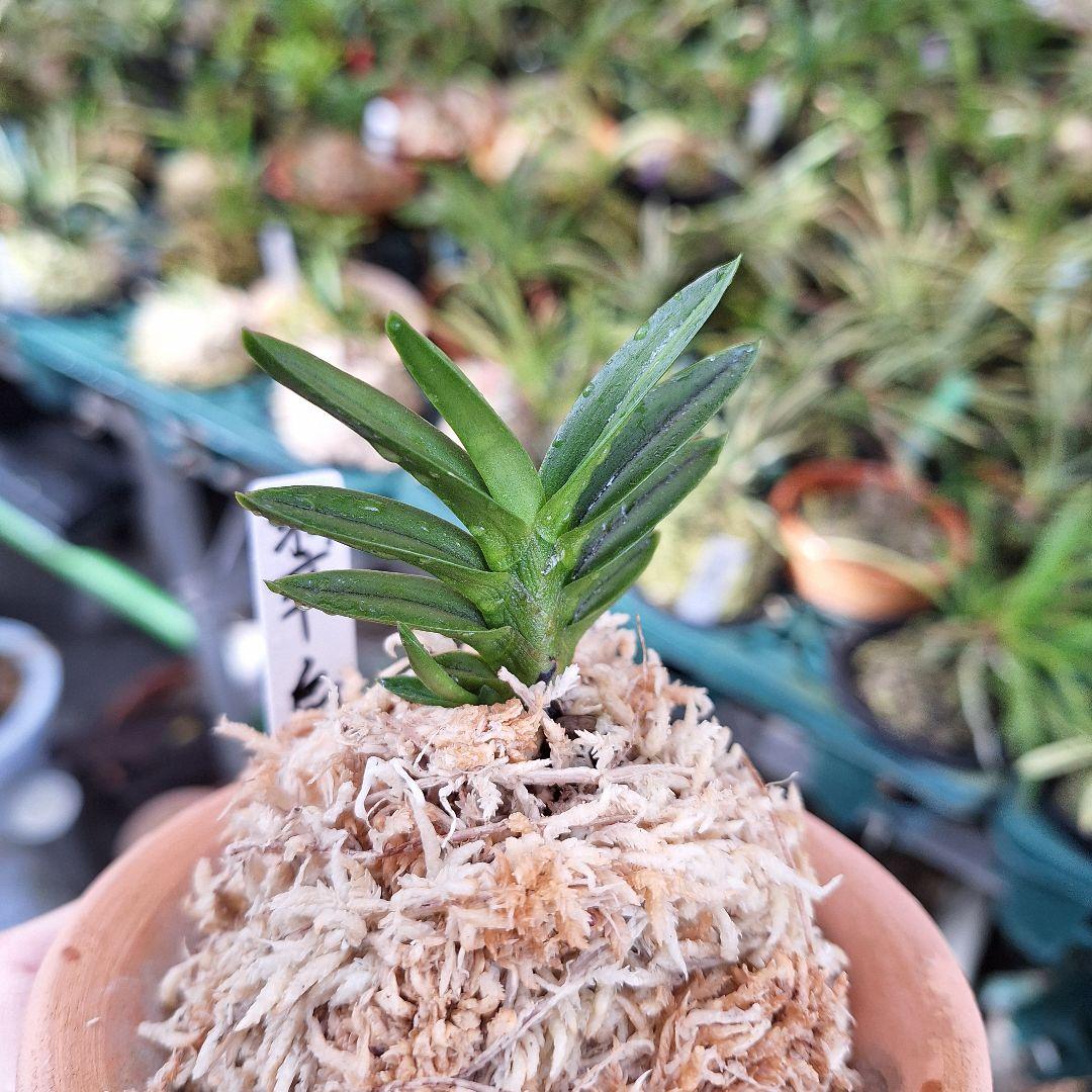 富貴蘭 本性 翠扇子付き