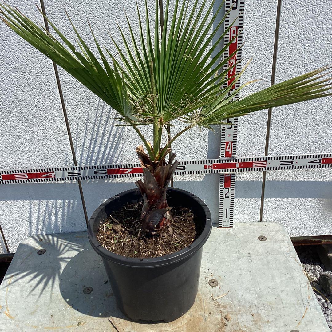 ワシントンヤシ