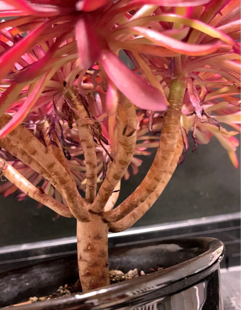 8#多肉植物アエオニウム錦❤️ 仙墨❤️10頭30cm拔き苗