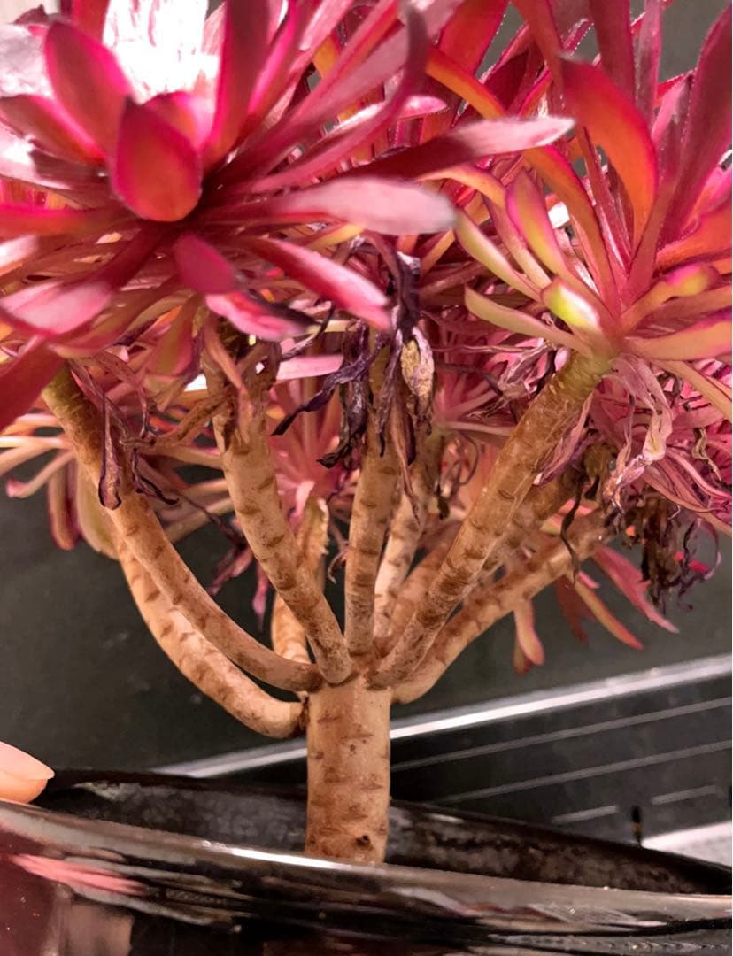 8#多肉植物アエオニウム錦❤️ 仙墨❤️10頭30cm拔き苗