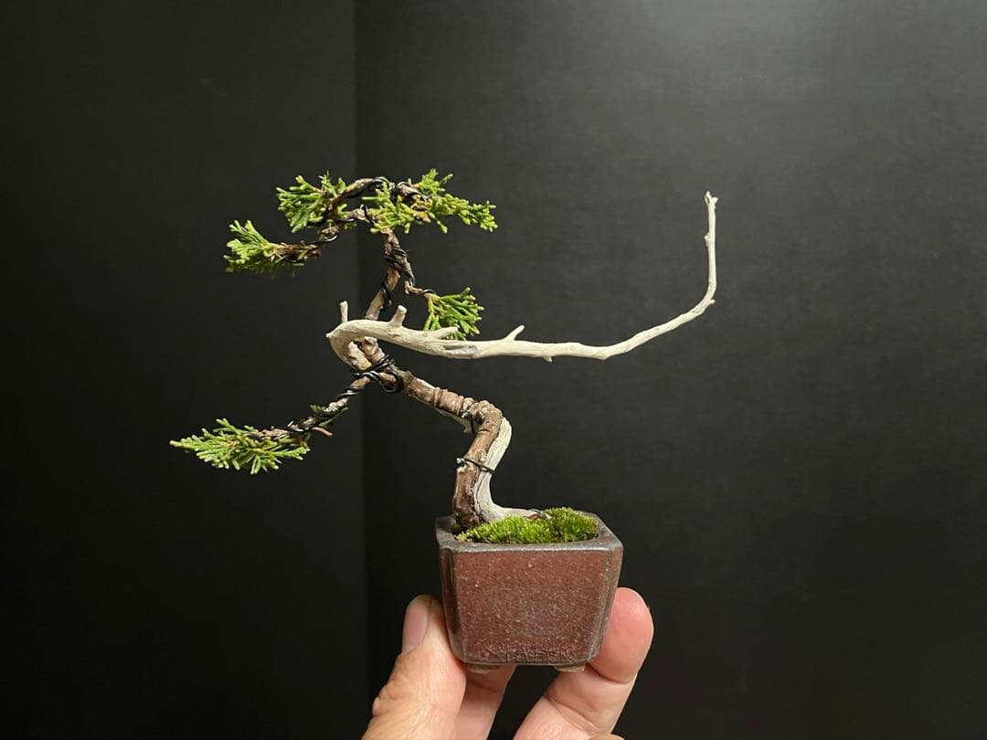 真柏真柏　文人　ミニ真柏創作盆栽　糸魚川真柏　ミニ盆栽　樹高10.5cm