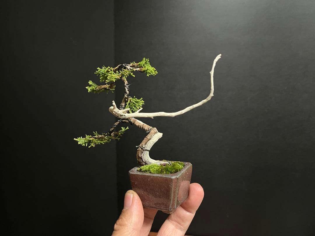 真柏真柏　文人　ミニ真柏創作盆栽　糸魚川真柏　ミニ盆栽　樹高10.5cm