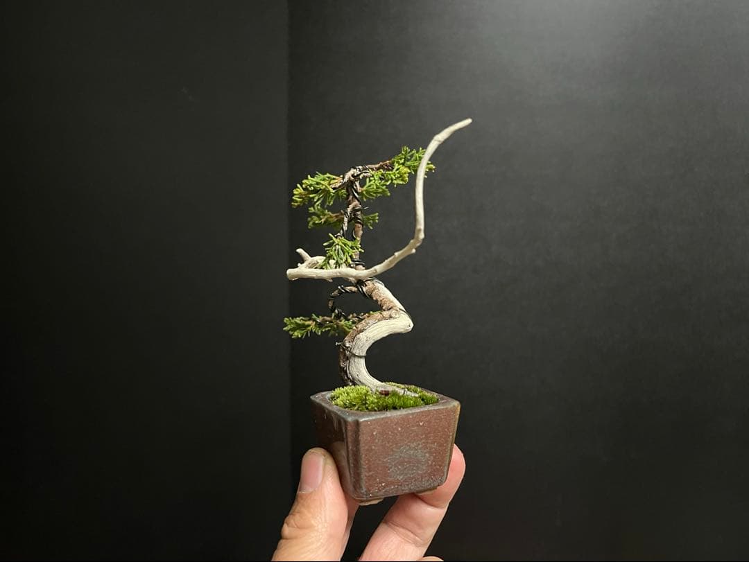 真柏真柏　文人　ミニ真柏創作盆栽　糸魚川真柏　ミニ盆栽　樹高10.5cm