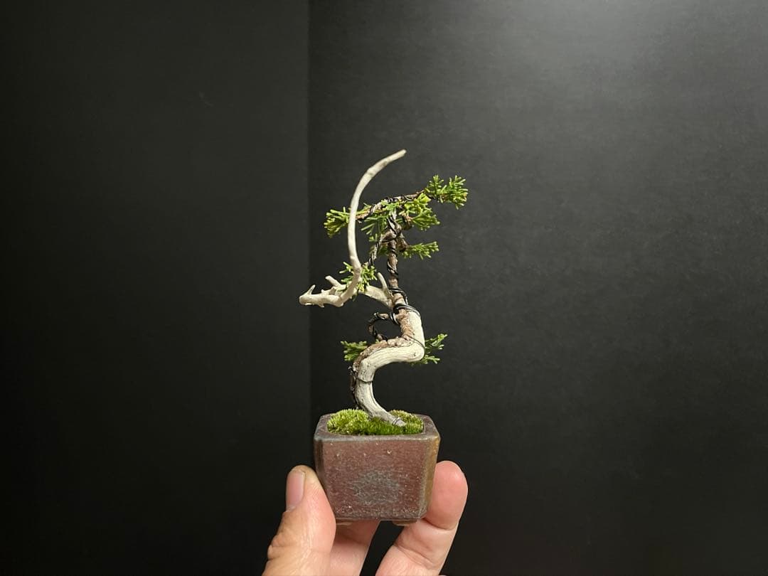 真柏真柏　文人　ミニ真柏創作盆栽　糸魚川真柏　ミニ盆栽　樹高10.5cm