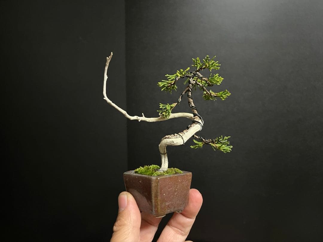 真柏真柏　文人　ミニ真柏創作盆栽　糸魚川真柏　ミニ盆栽　樹高10.5cm