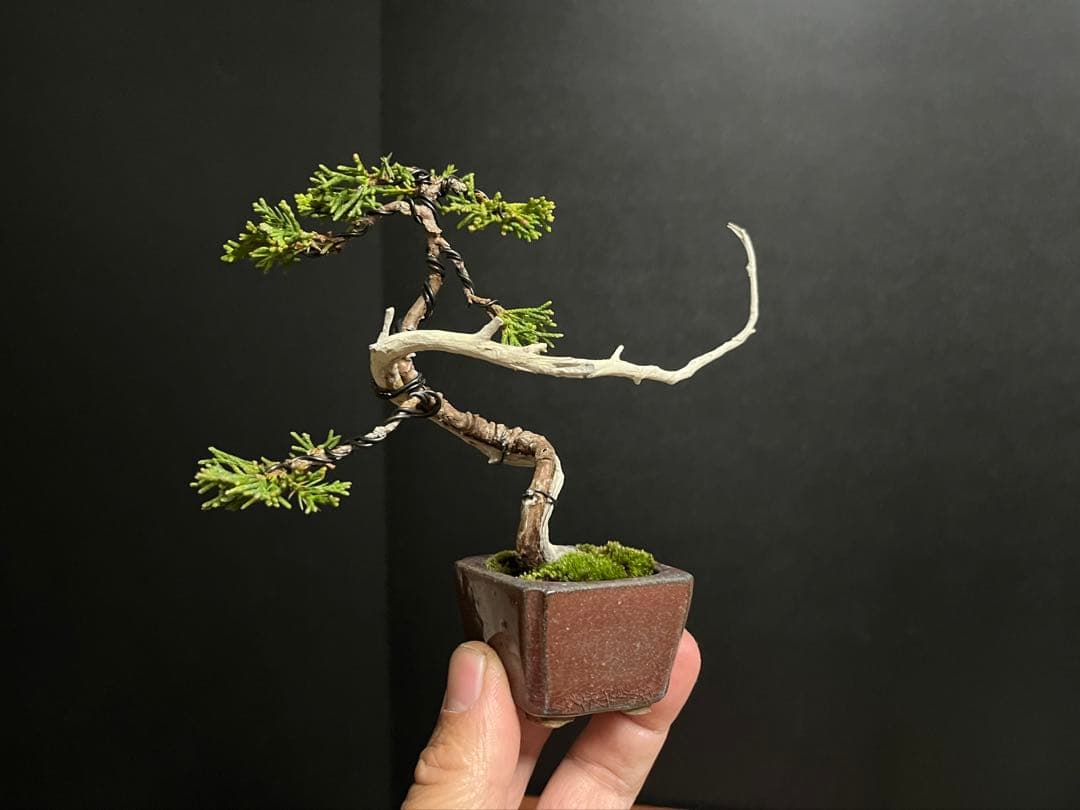 真柏真柏　文人　ミニ真柏創作盆栽　糸魚川真柏　ミニ盆栽　樹高10.5cm