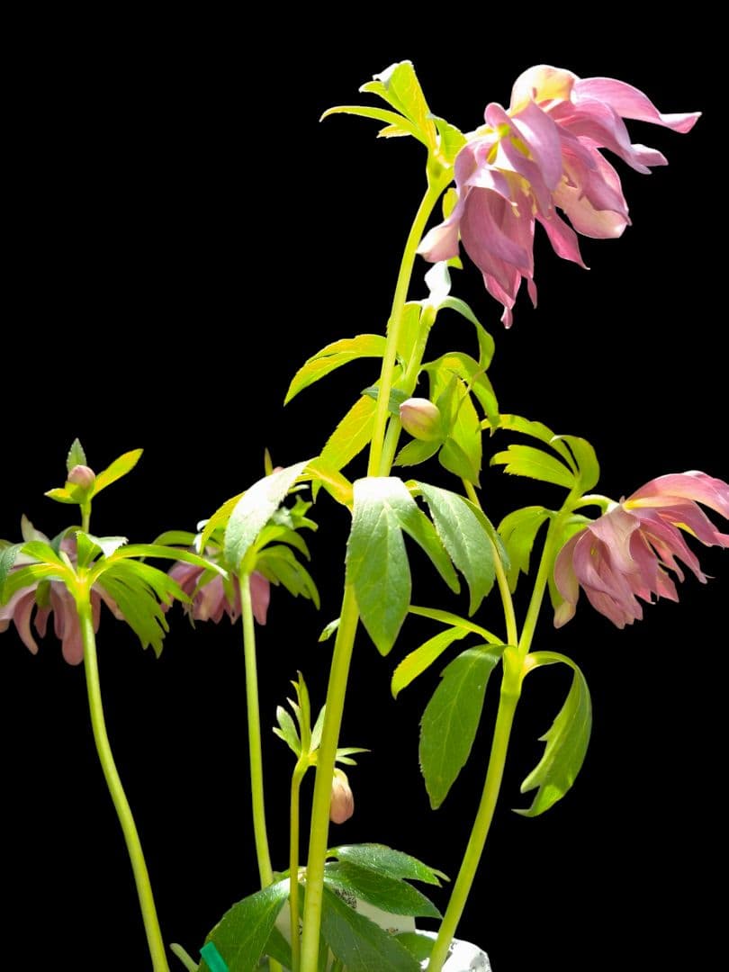 クリスマスローズ　パープル　花郷園