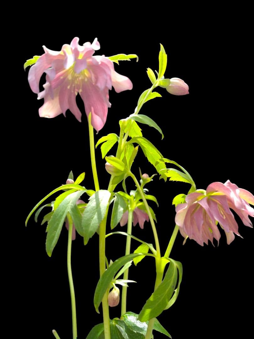 クリスマスローズ　パープル　花郷園