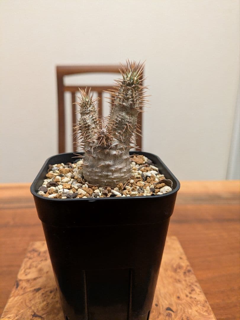 パキポディウム グラキリス 実生 塊根植物 pachypodium