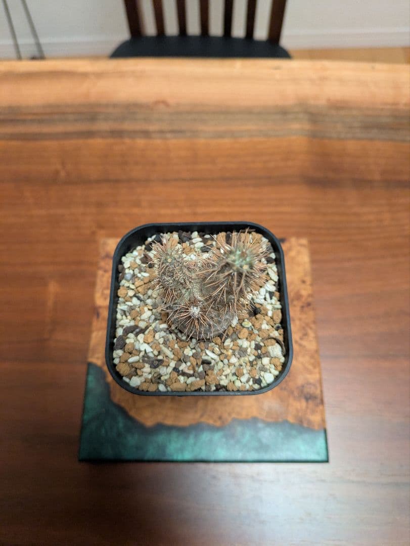 パキポディウム グラキリス 実生 塊根植物 pachypodium