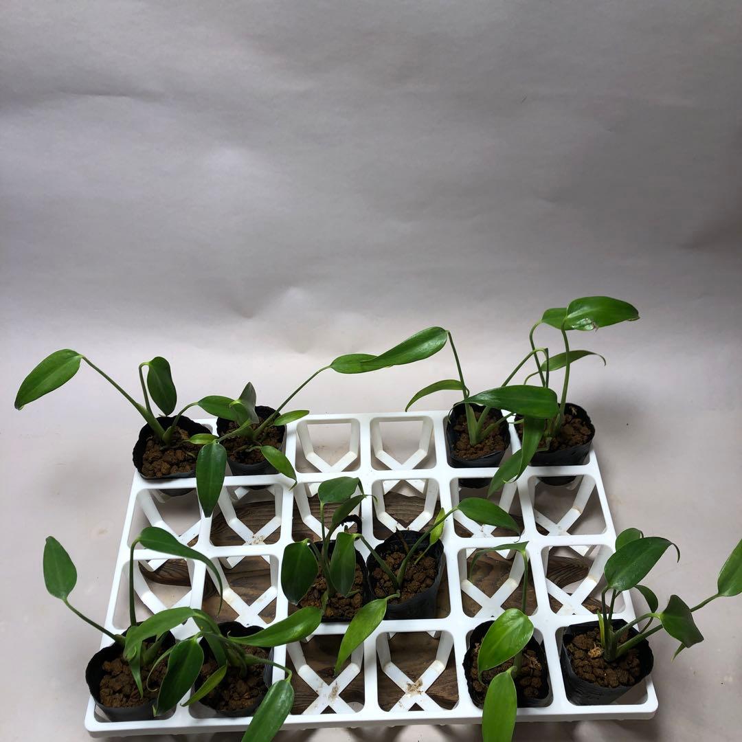 MS204 モンステラ バールマルクスフレーム 10株セット