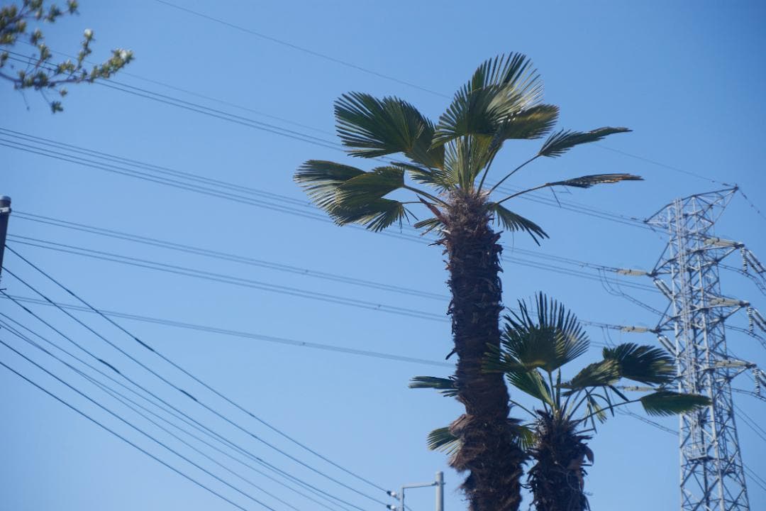 SMC PENTAX F1.4 /50mm KマウントL81