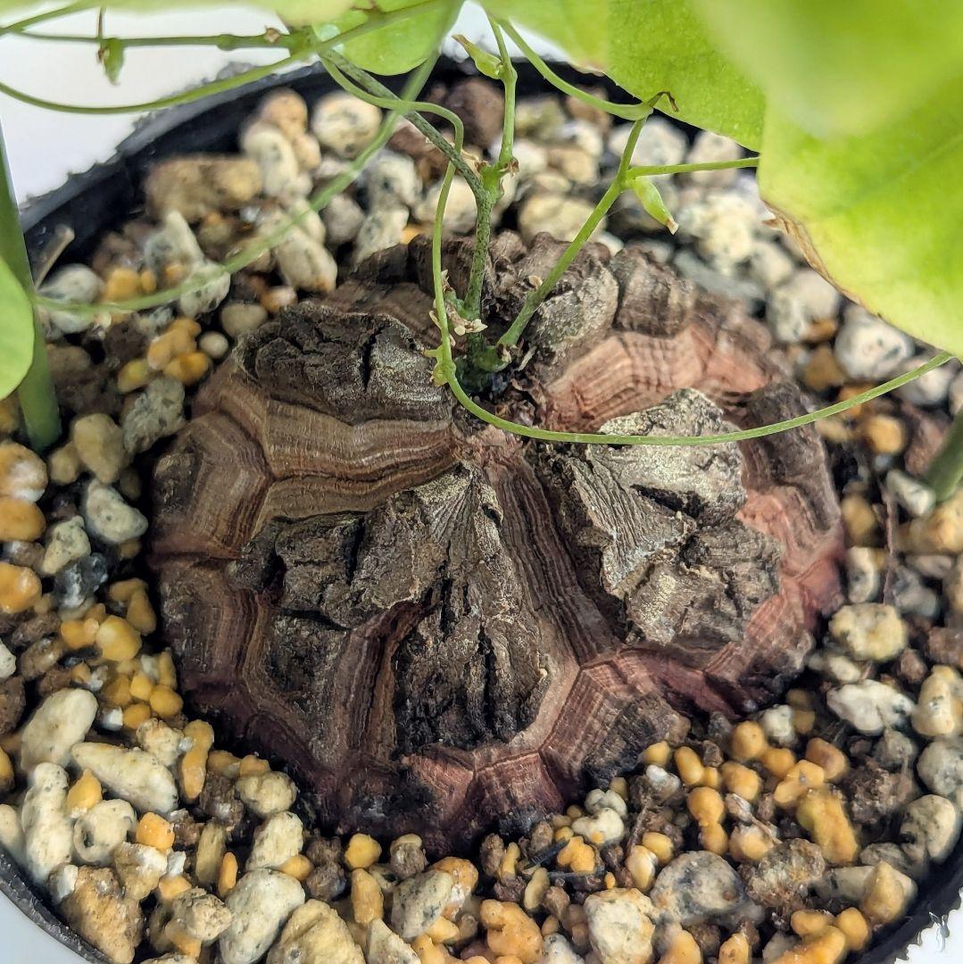 アフリカ亀甲竜　ディオスコレアエレファンティペス　ポットのまま第四種郵便