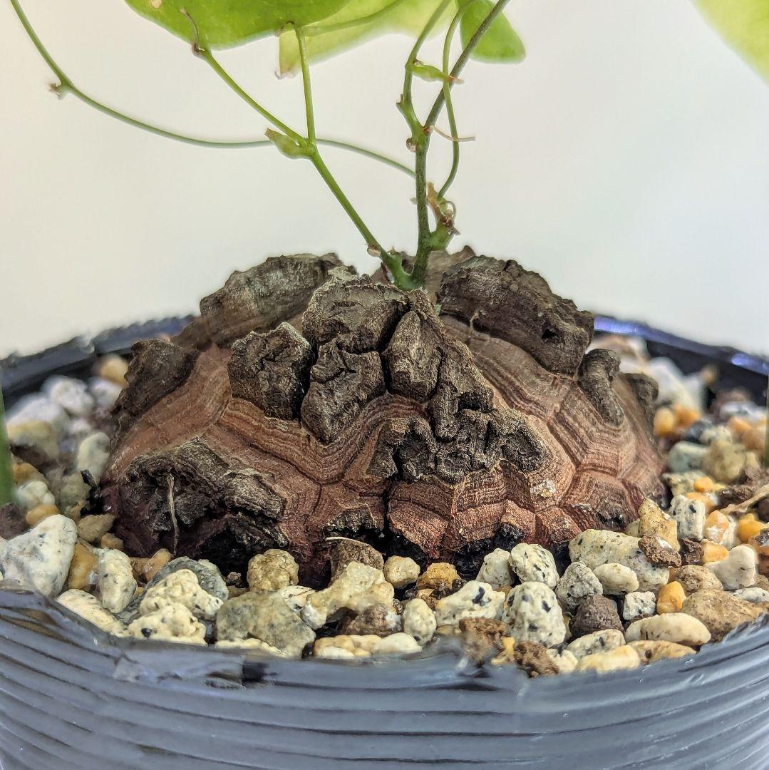 アフリカ亀甲竜　ディオスコレアエレファンティペス　ポットのまま第四種郵便