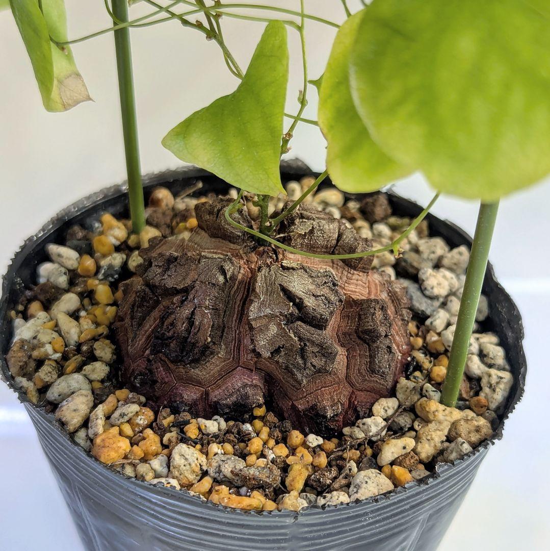 アフリカ亀甲竜　ディオスコレアエレファンティペス　ポットのまま第四種郵便