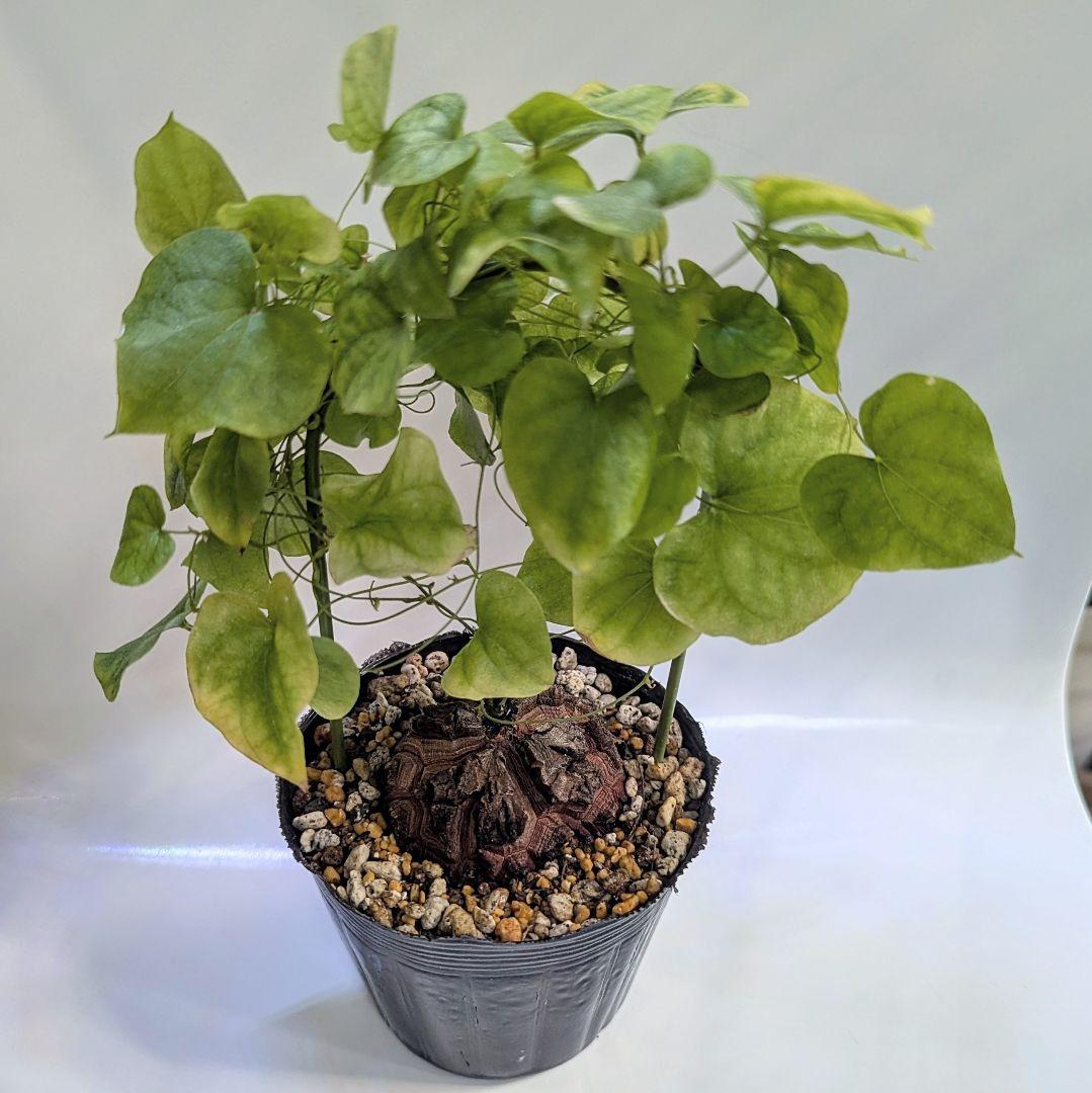 アフリカ亀甲竜　ディオスコレアエレファンティペス　ポットのまま第四種郵便