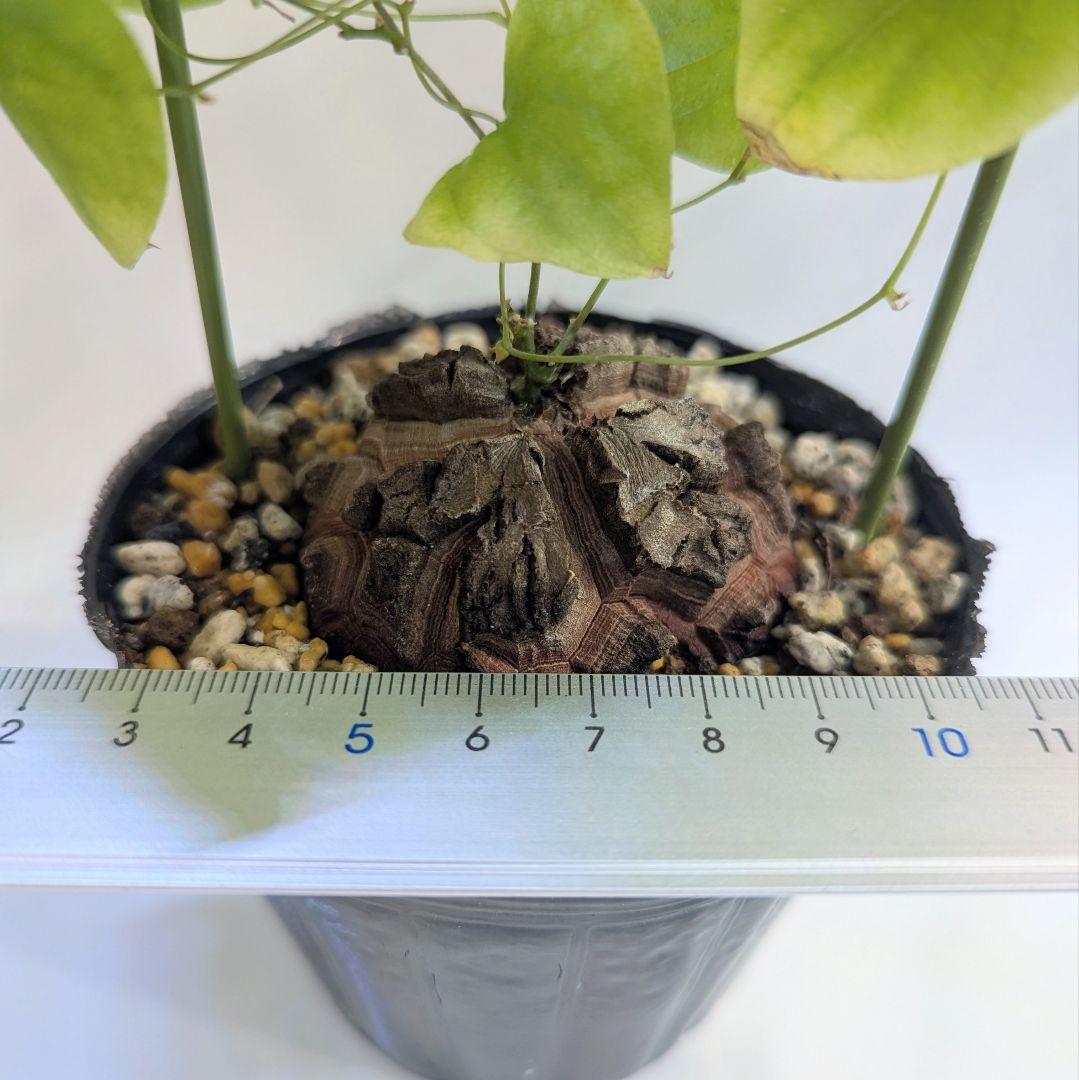 アフリカ亀甲竜　ディオスコレアエレファンティペス　ポットのまま第四種郵便