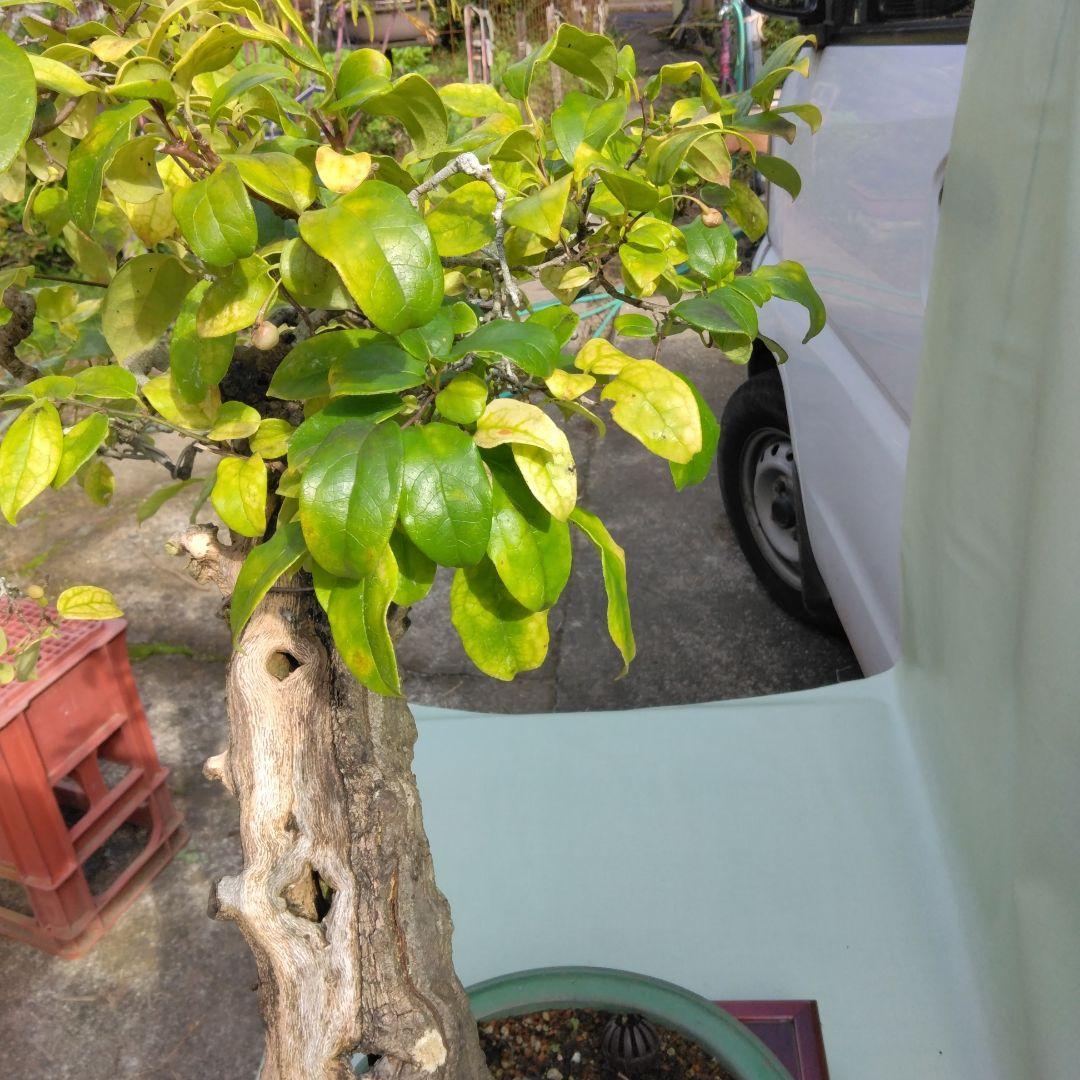 珍品瑠璃ビョウタン大品盆栽です圧巻太幹です。黒松、赤松、五葉松盆栽　引き取り限定