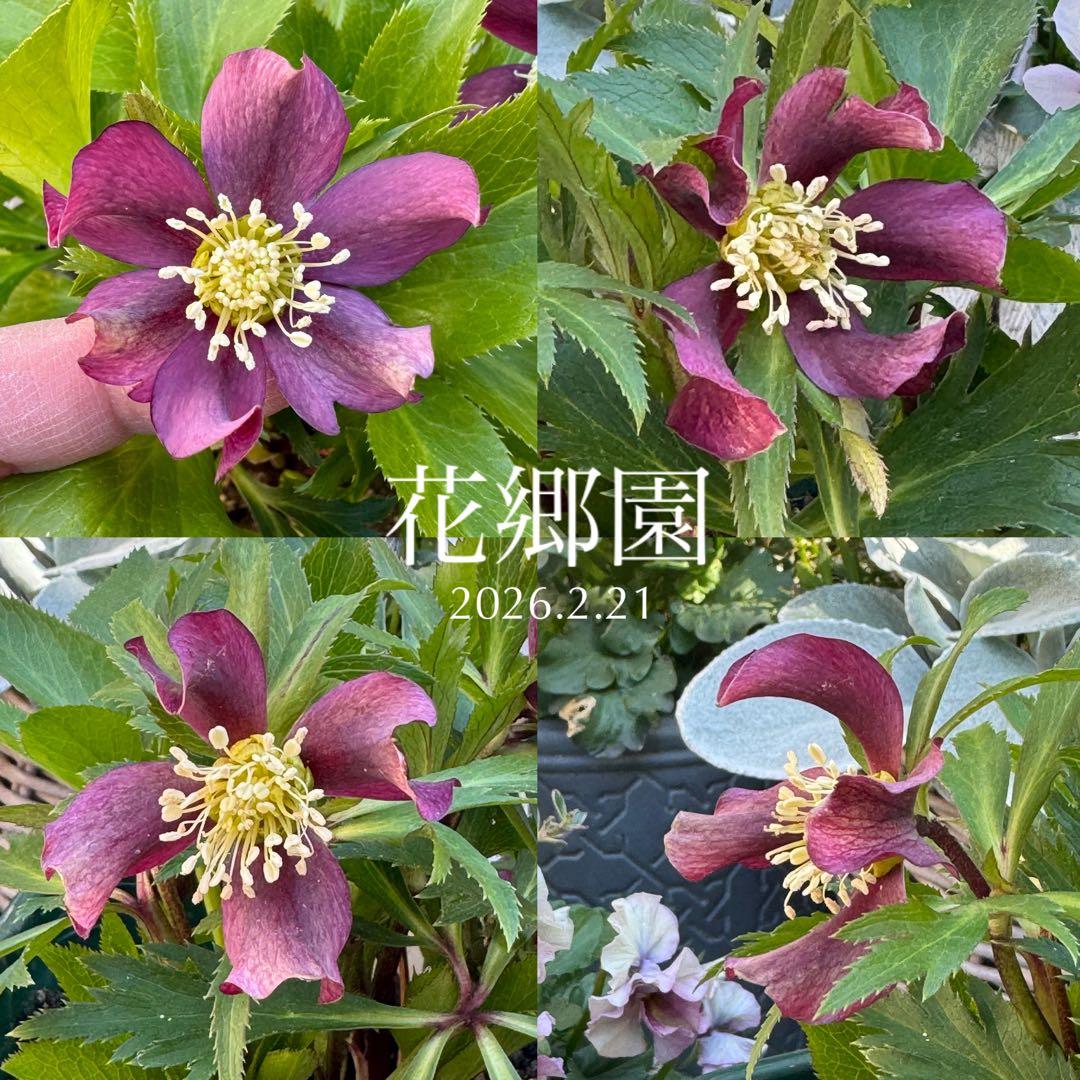❤️花郷園❤️今季クリスマスローズhyb❤️世界展❤️早期購入特典あり