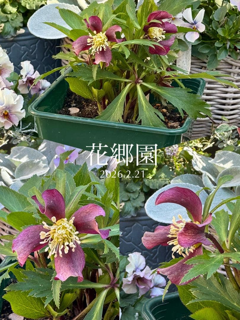 ❤️花郷園❤️今季クリスマスローズhyb❤️世界展❤️早期購入特典あり