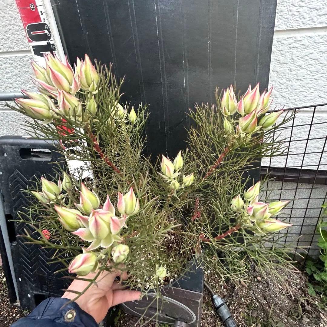 つぼみ40個！特A！セルリアプリティピンク現品発送致します。