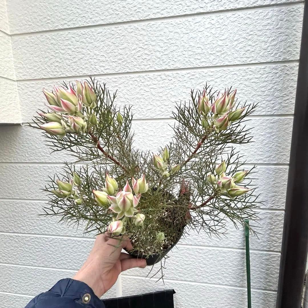 つぼみ40個！特A！セルリアプリティピンク現品発送致します。