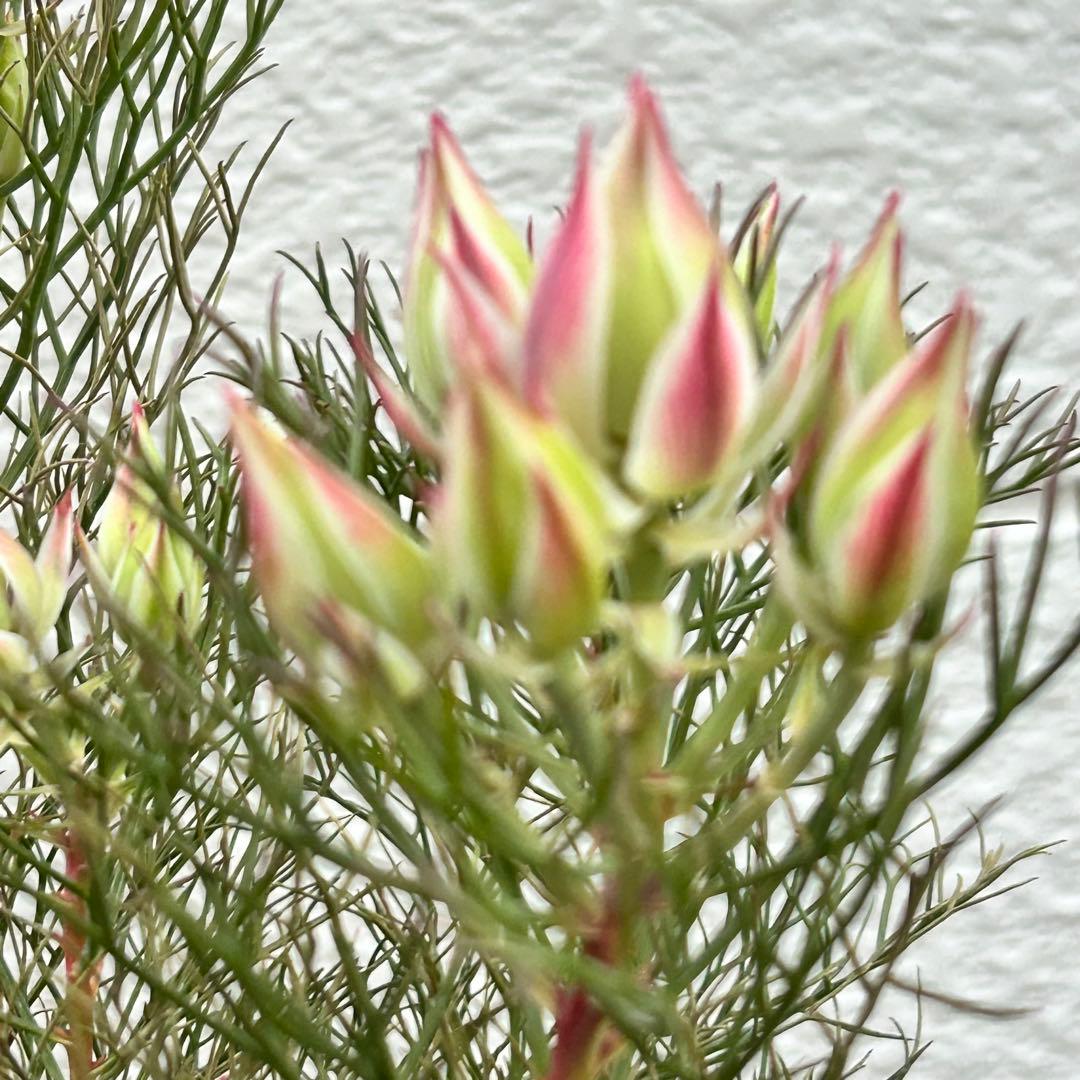 つぼみ40個！特A！セルリアプリティピンク現品発送致します。