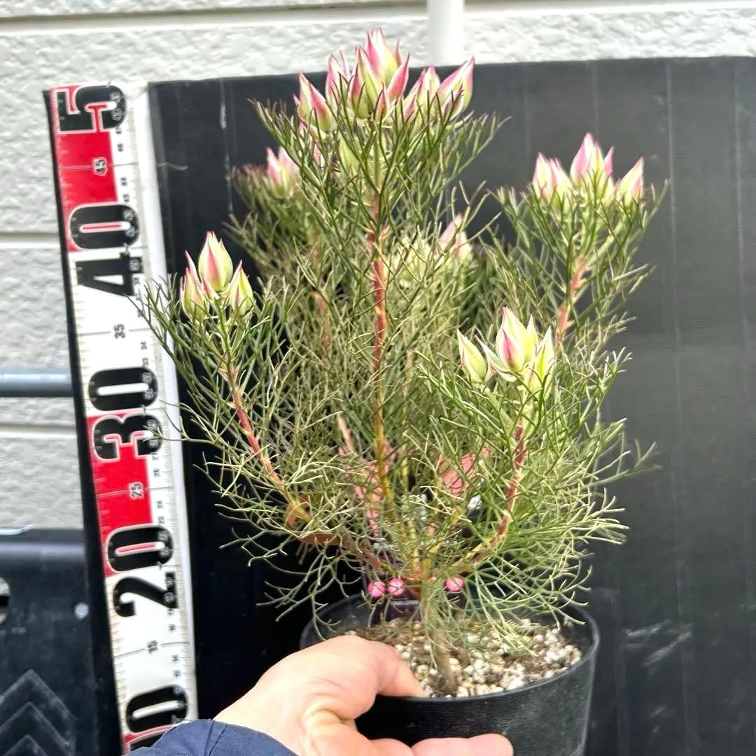 つぼみ40個！特A！セルリアプリティピンク現品発送致します。