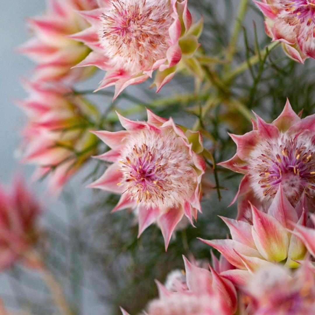 つぼみ40個！特A！セルリアプリティピンク現品発送致します。