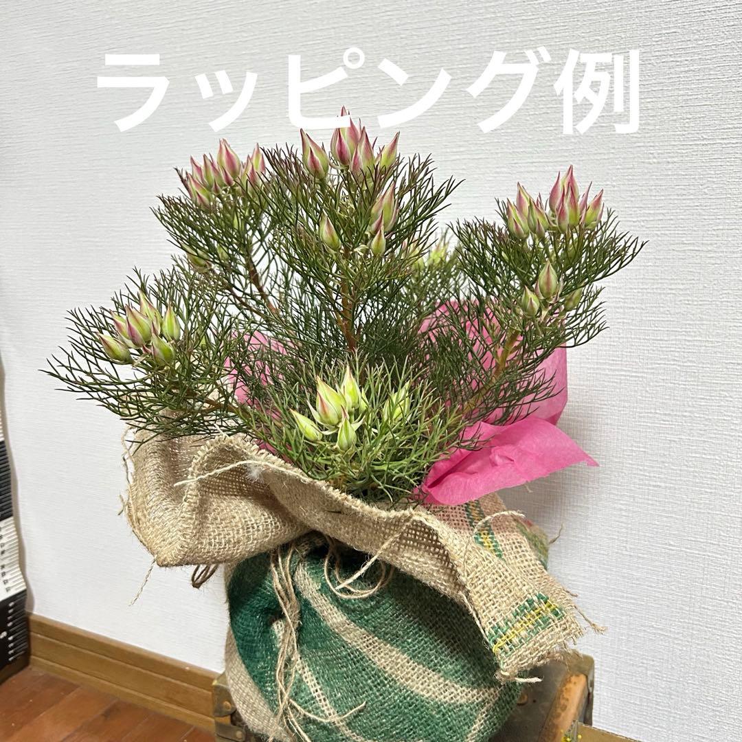 つぼみ40個！特A！セルリアプリティピンク現品発送致します。