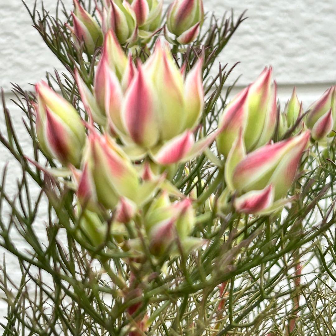 つぼみ40個！特A！セルリアプリティピンク現品発送致します。