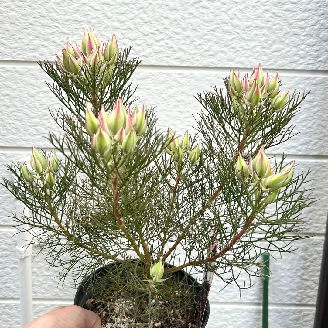 つぼみ40個！特A！セルリアプリティピンク現品発送致します。