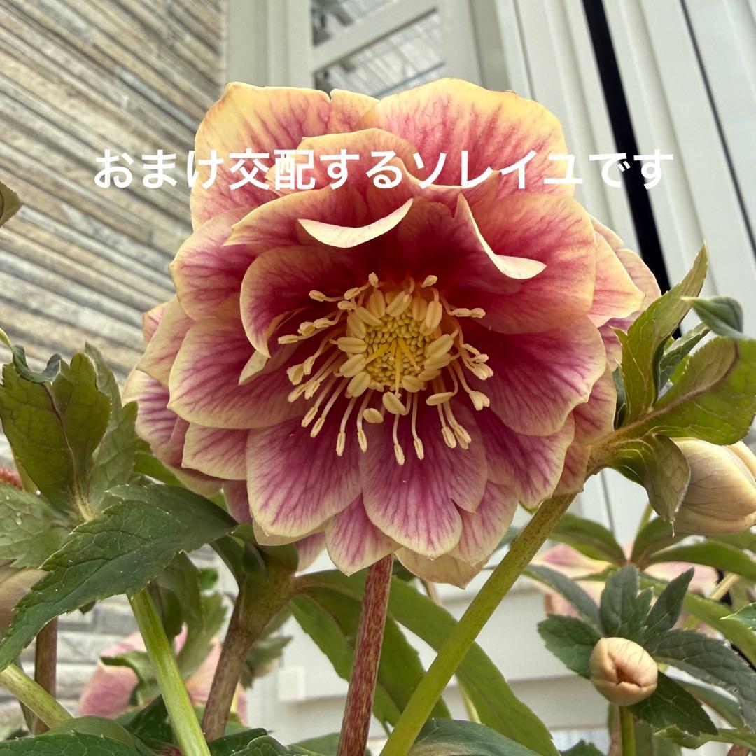 ソレイユ交配おまけ　ddホワイトぼかしピンク 7号鉢クリスマスローズ　広瀬園芸