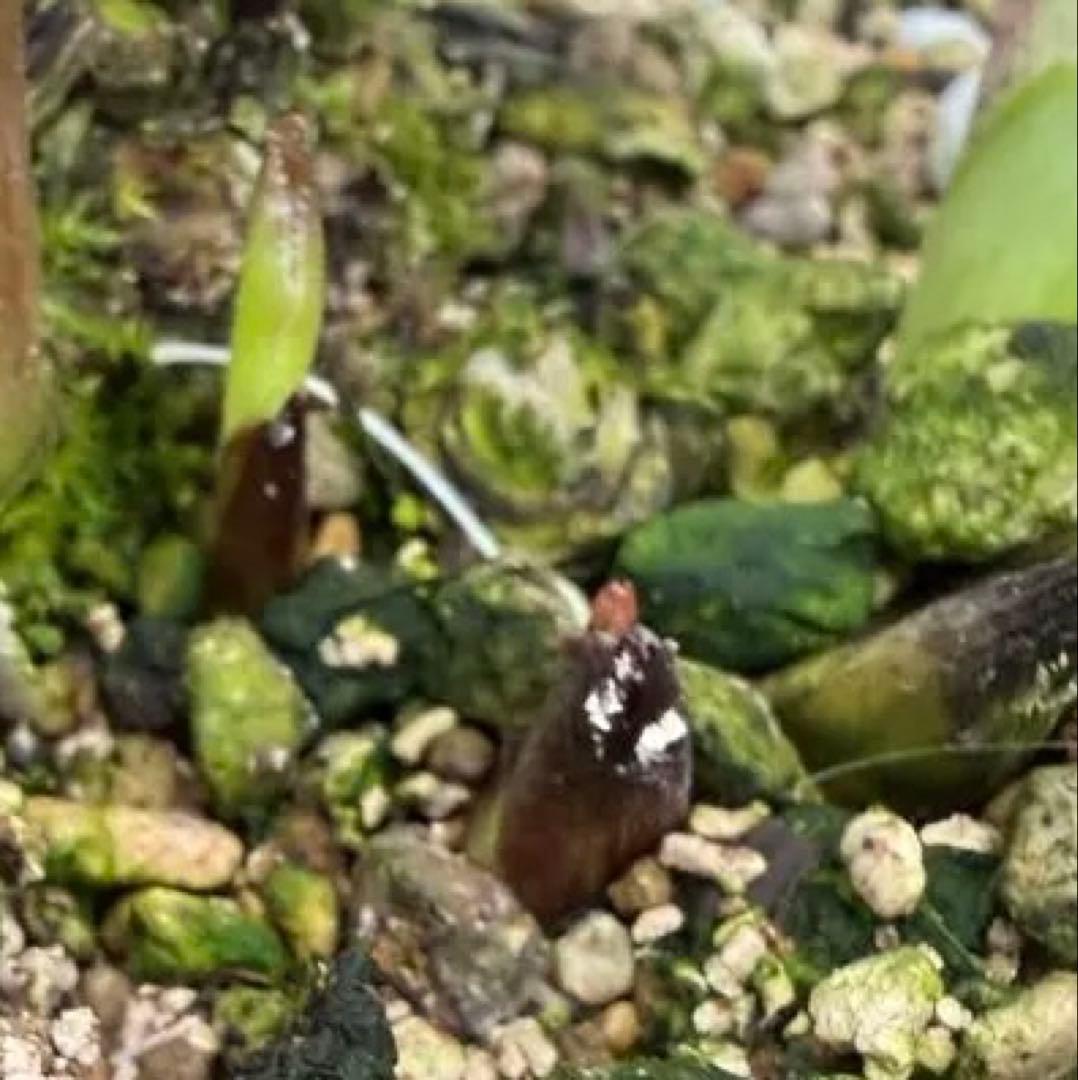 ソレイユ交配おまけ　ddホワイトぼかしピンク 7号鉢クリスマスローズ　広瀬園芸