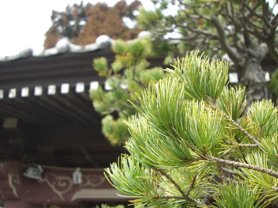 実写美⭕️美品【動作確認済】CASIO EXILIM EX-S770 デジカメ