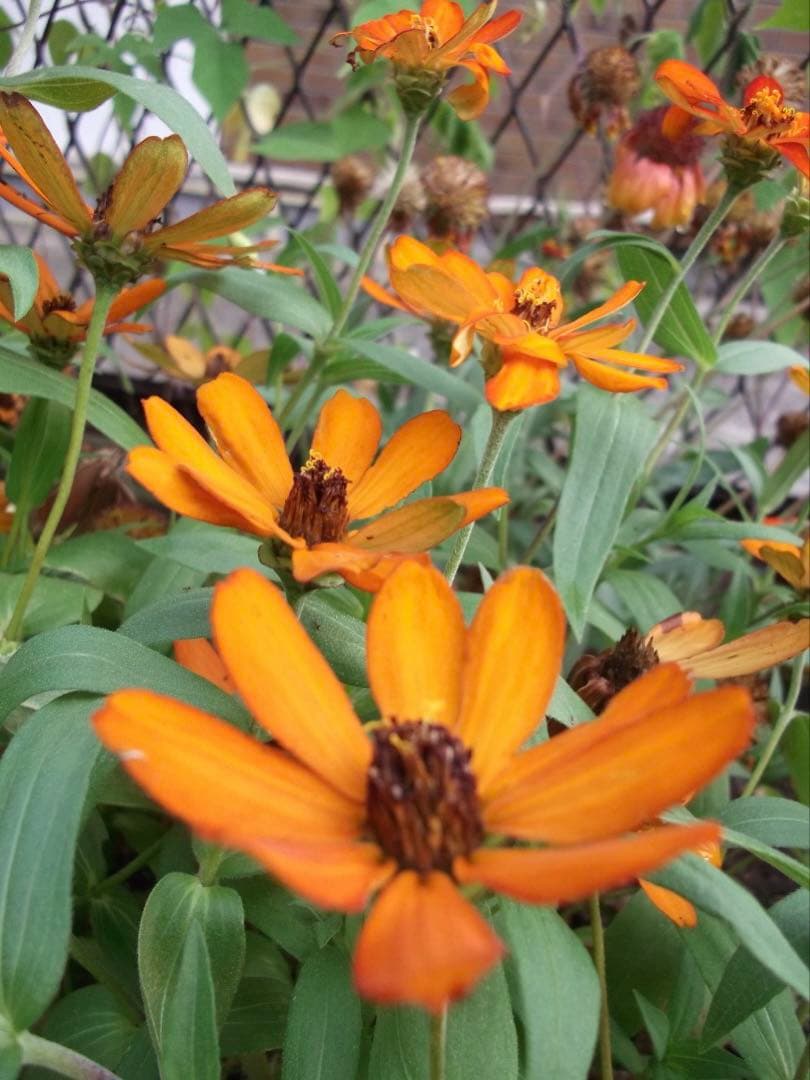 【SDカード、リーダー付】FUJIFILM FINEPIX AV230