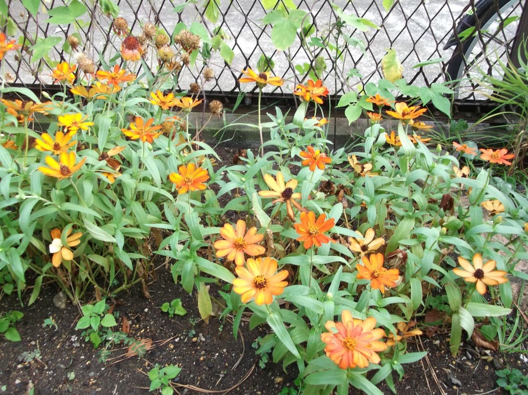 【SDカード、リーダー付】FUJIFILM FINEPIX AV230