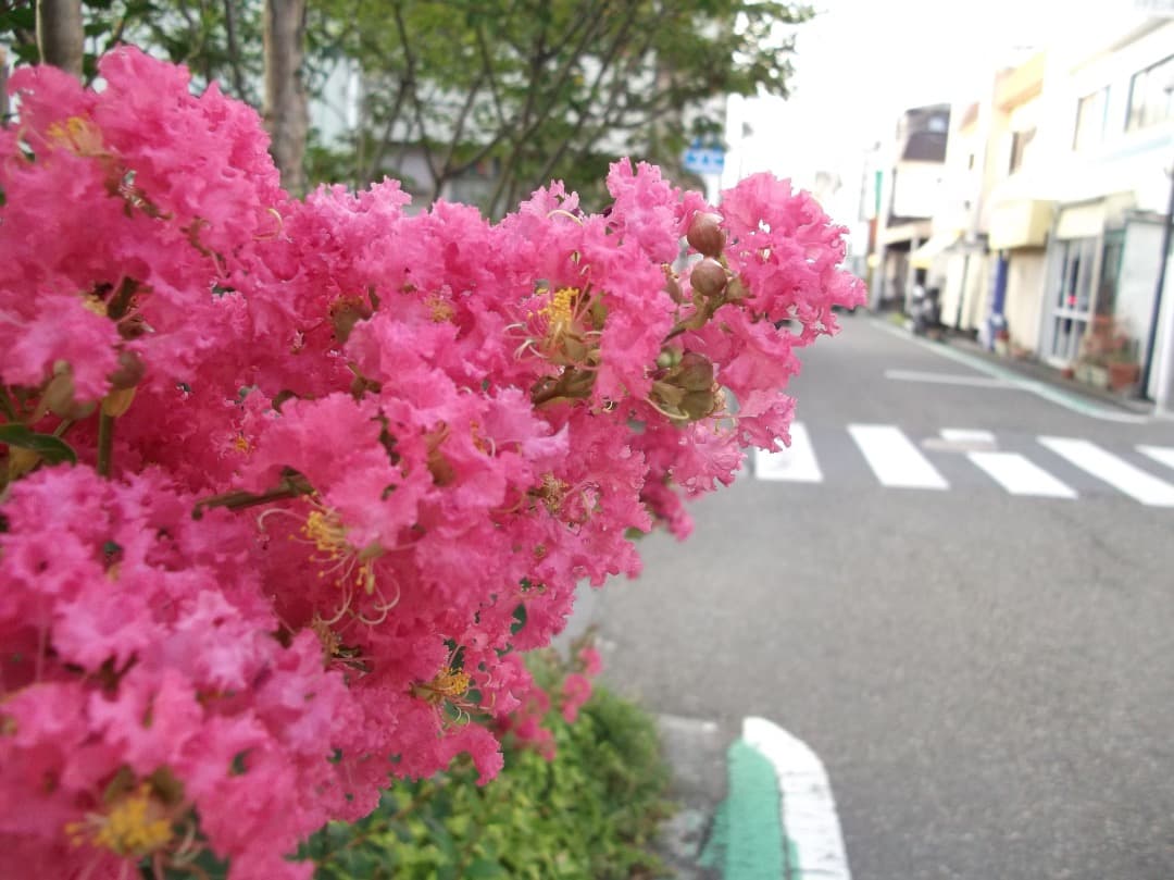 【SDカード、リーダー付】FUJIFILM FINEPIX AV230