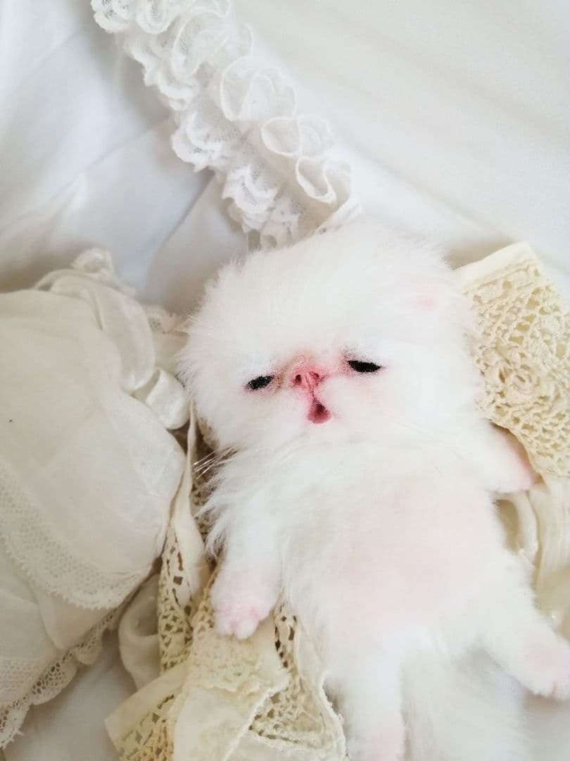 生後15日♡子猫のピロちゃん♡お腹ぽっこり♡アートドール♡ぬいぐるみ♡