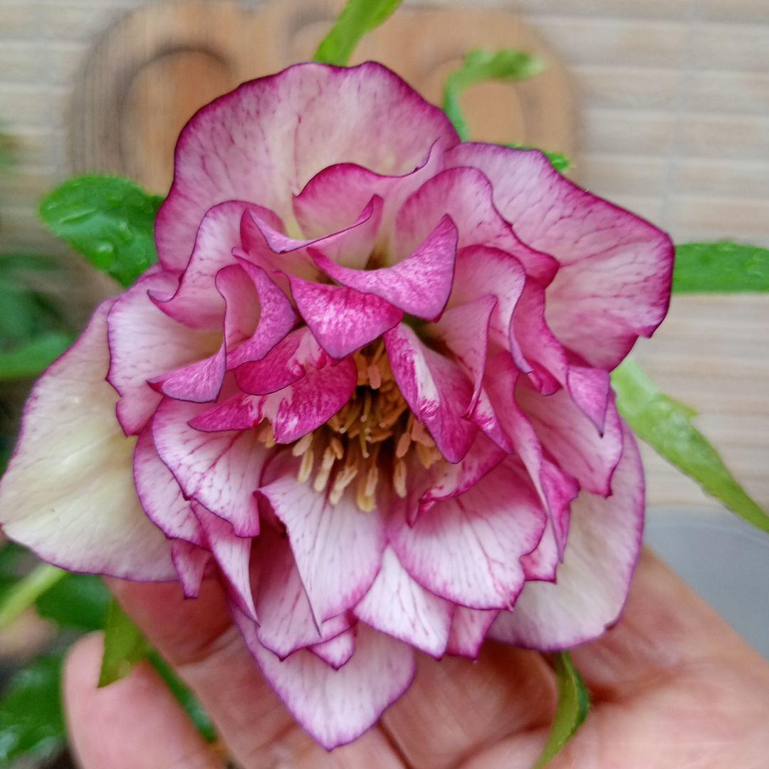 クリスマスローズ　まん丸カップ咲きddアイボリーピコティ＋選べるdd１苗