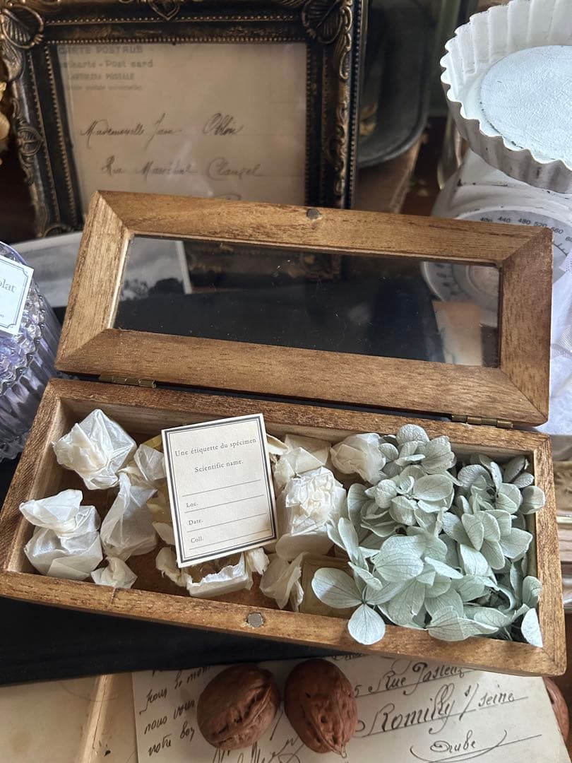 errer 樹脂標本 9種 植物標本 木箱入り 紫陽花 古道具 アンティーク