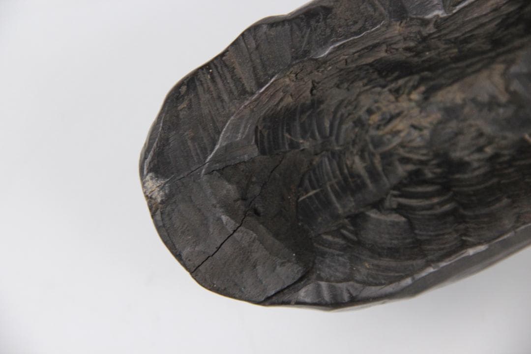 日本 明治時代 木彫 牛 置物 硬木彫刻 FF01-02