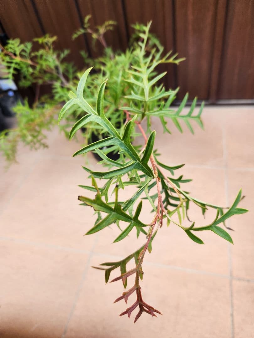 這性　グレビレア　ブロンズランバー　鉢植え　苗　匍匐　オージープランツ